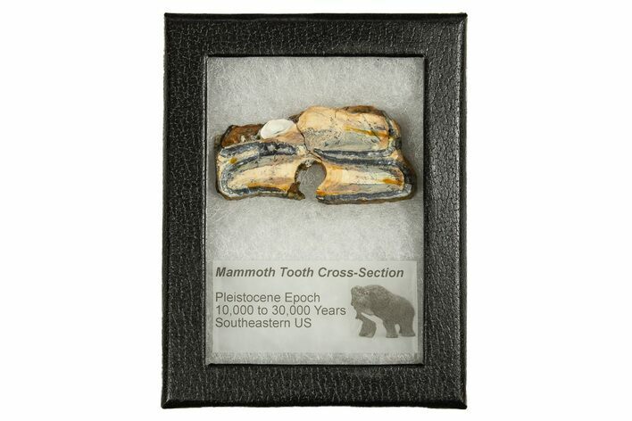 Mammoth Molar Slice With Case - South Carolina #335375